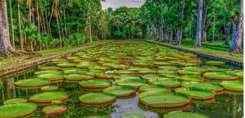 Pamplemousses garden in Mauritius