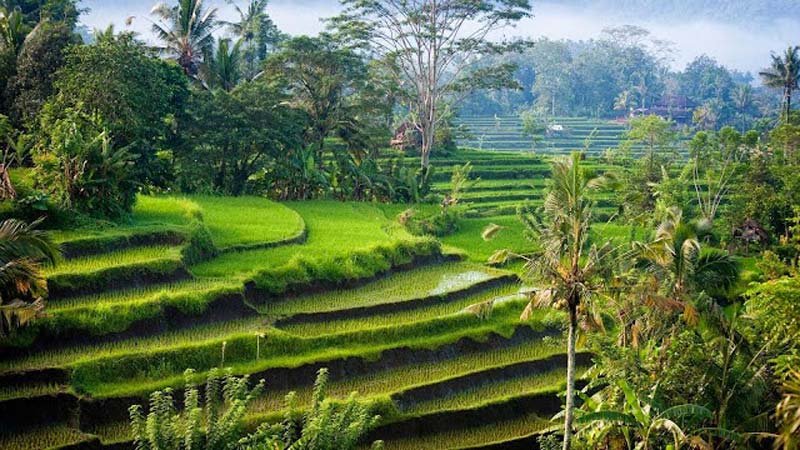 Ubud Rice Paddies bali - Bali is an island paradise for honeymoon couples