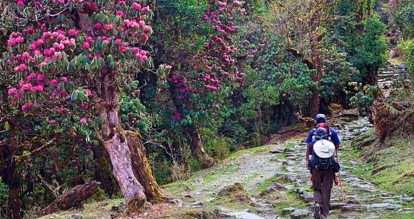 Varsey Trek in Sikkim