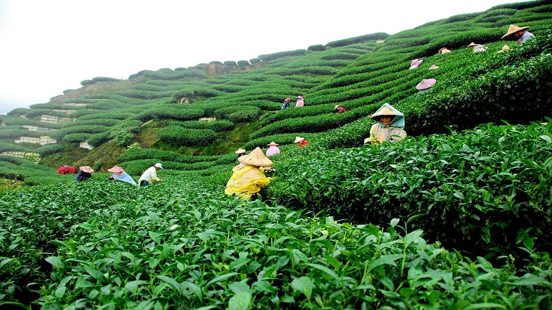 Visit Tea gardens
