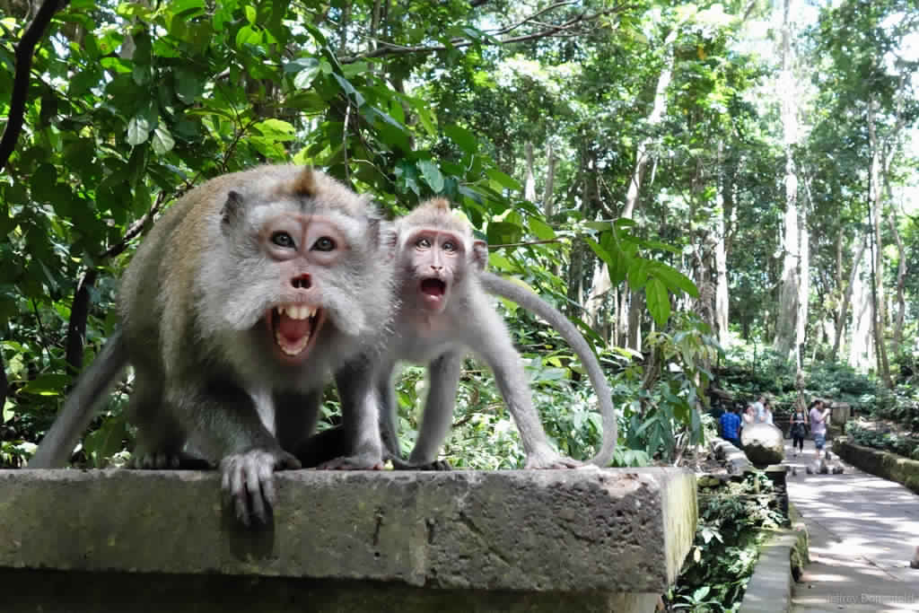visit Ubud Monkey forest