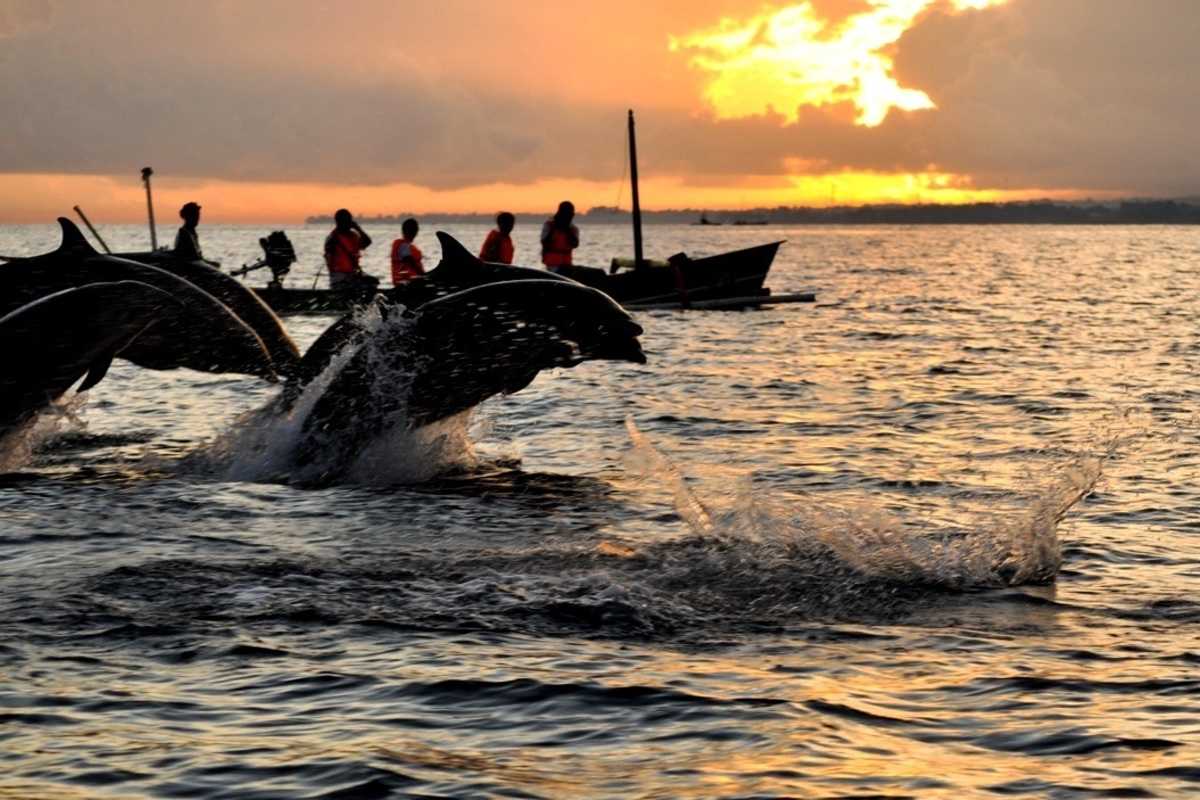 Watch Dolphins At The Lovina Beach - best things to do in bali