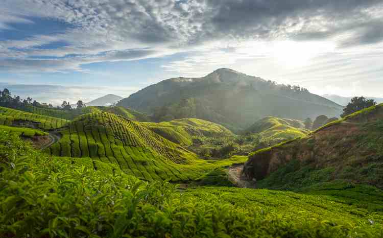 Cameron Highlands malaysia - malasiya best things to do