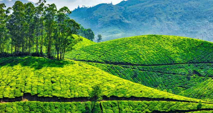 tea-gardens-of-Munnar