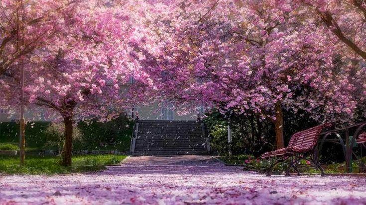 Cherry Blossom Festival in Shillong