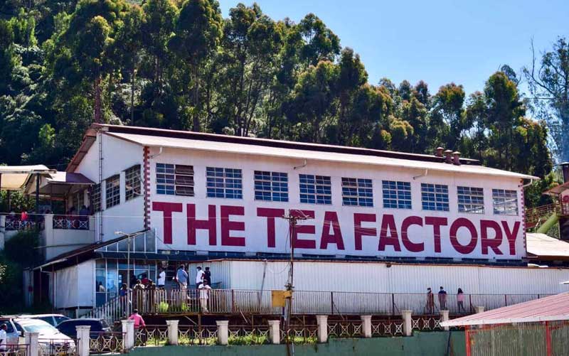 Tea Estate and Factory Tour ooty