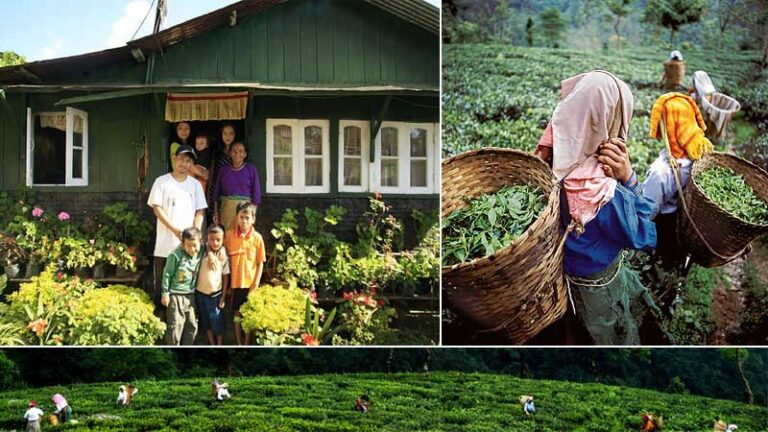 Top 10 Tea Estate Resorts in Darjeeling - Honeymoon Bug