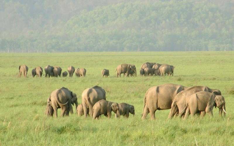 Safari at Rajaji National Park