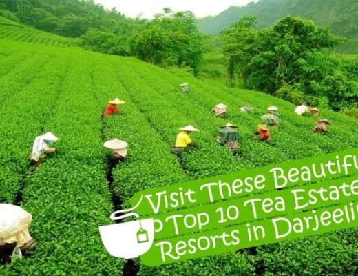 Top 10 Tea Estate Resorts in Darjeeling