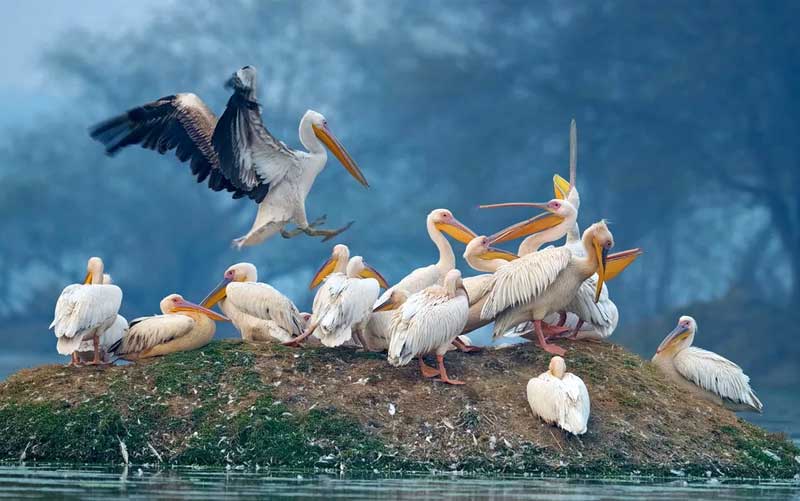 bharatpur bird sanctuary
