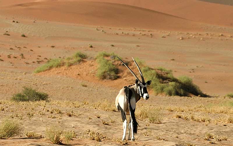 desert national park jaisalmer