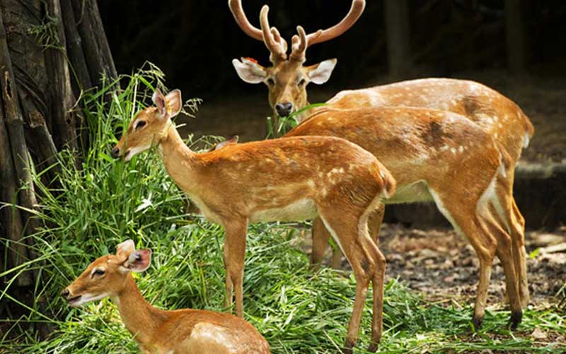 malsi deer park