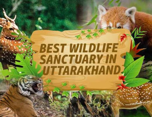 11 Best Wildlife Sanctuary in Uttarakhand to Explore the Wilderness of DevBhoomi