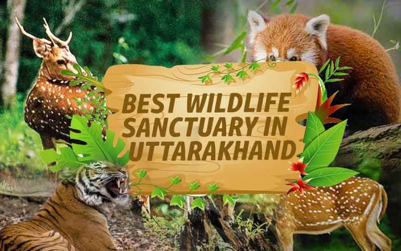 Wildlife in Uttarakhand - 11 Best Wildlife Sanctuary in Uttarakhand