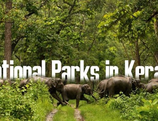 5 Beautiful National Parks in Kerala That Begs to Be Photographed
