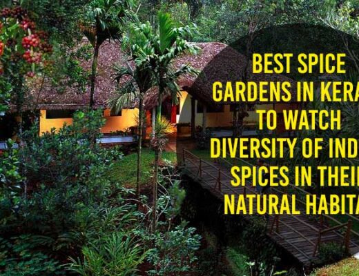 Best Spice Gardens in Kerala to Watch Diversity of Indian Spices in Their Natural Habitat