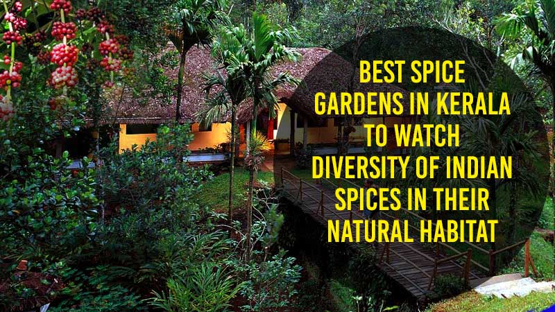 Spice-Gardens-in-Kerala
