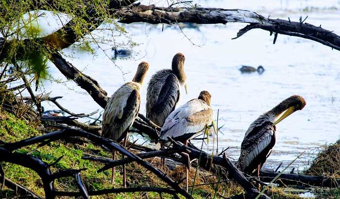 Okhla Bird Sanctuary