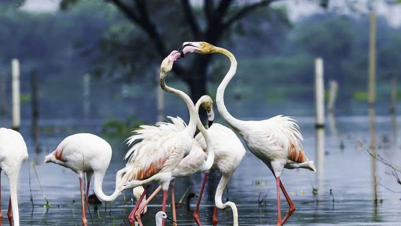 keoladeo national park