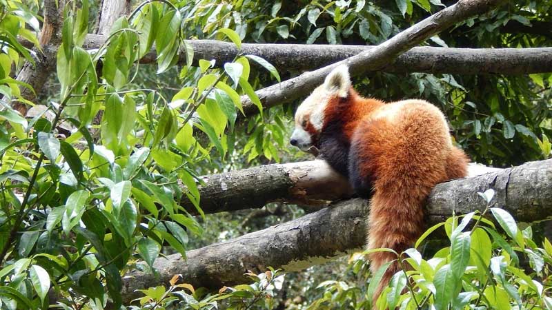 Padmaja Naidu Himalayan Zoological Park