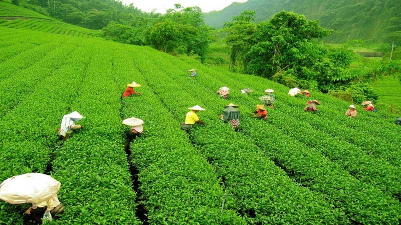 Darjeeling Tea Gardens