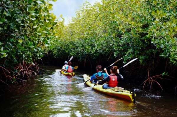 Mangrove Kayaking