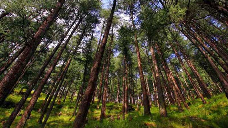 shimla Pine Forest