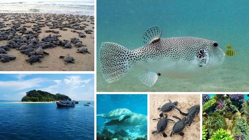 Marine National Park