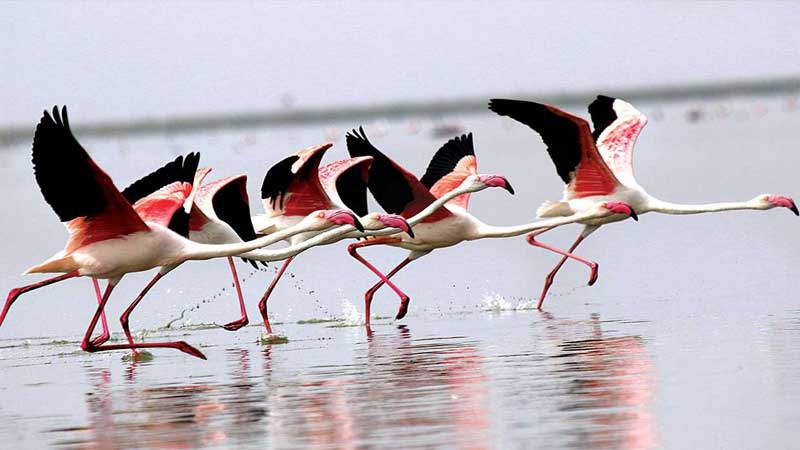 Thol Lake Bird Sanctuary