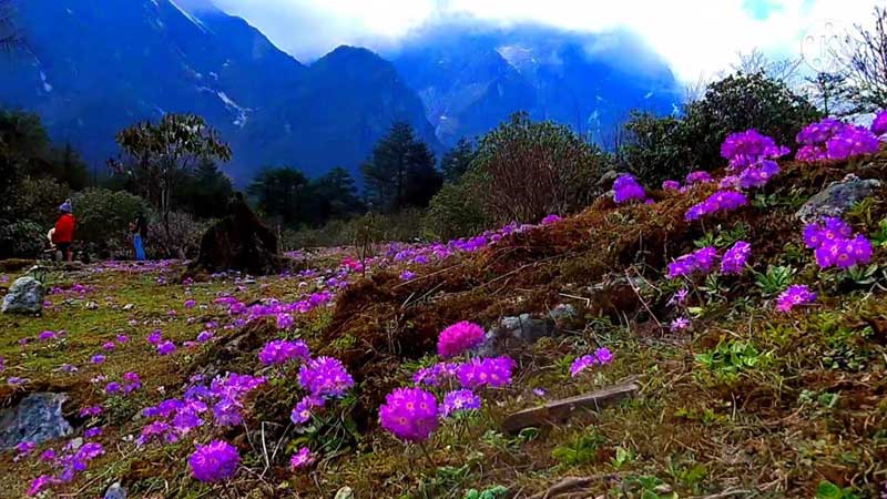 Yumthang, Valley of Flower