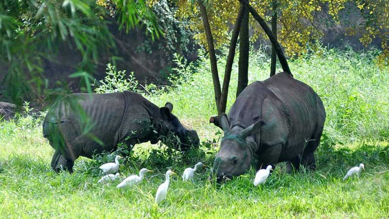 Visit Assam State Zoo