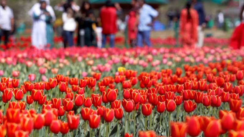 Tulip Festival in Jammu and Kashmir