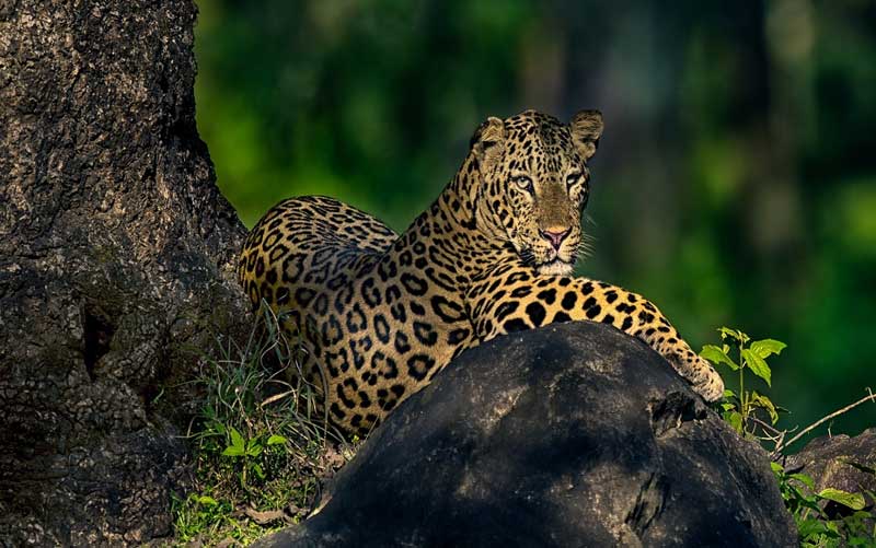 Bhadra Wildlife Sanctuary, Karnataka