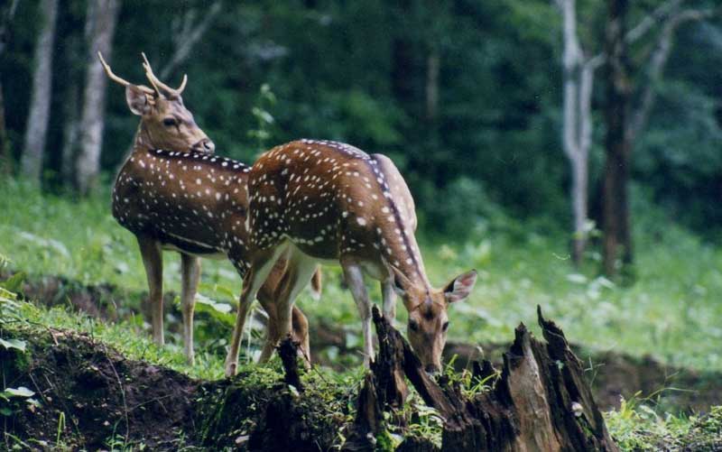 Bhagwan Mahavir Wildlife Sanctuary, Goa