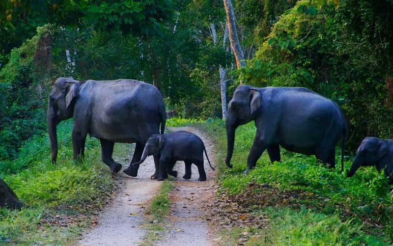 Chinnar Wildlife Sanctuary, Kerala