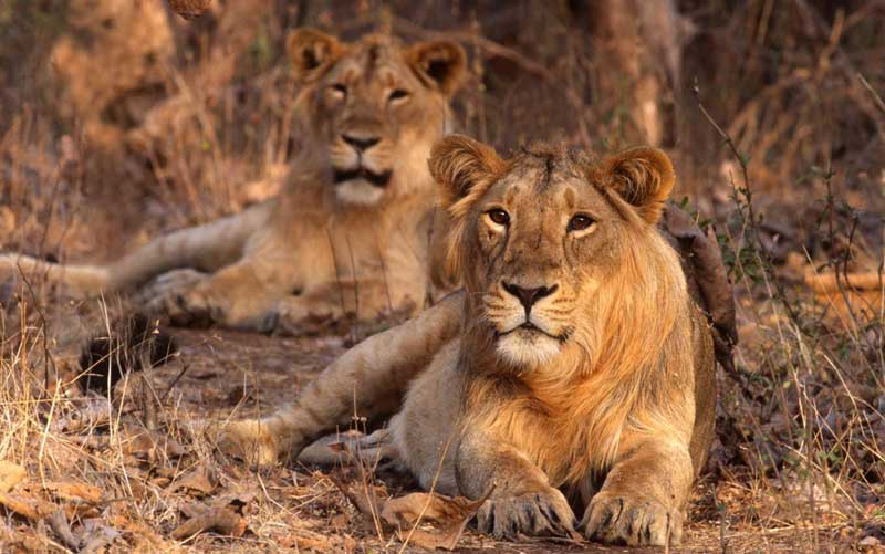 Gir National Park and Sasan Gir Sanctuary, Gujarat