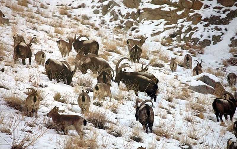 Karakoram Wildlife Sanctuary, Jammu And Kashmir