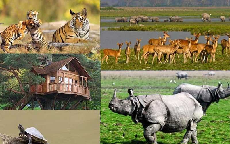 Kaziranga National Park, Assam