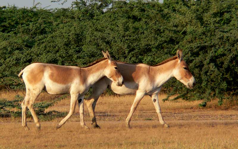 Kutch Desert Wildlife Sanctuary, Gujarat