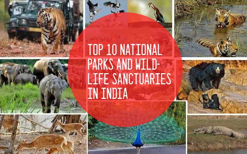Top 10 National Parks And Wildlife Sanctuaries In India
