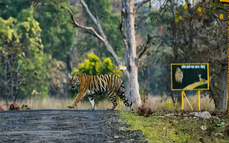 Tadoba Andhari Tiger Reserve, Maharashtra