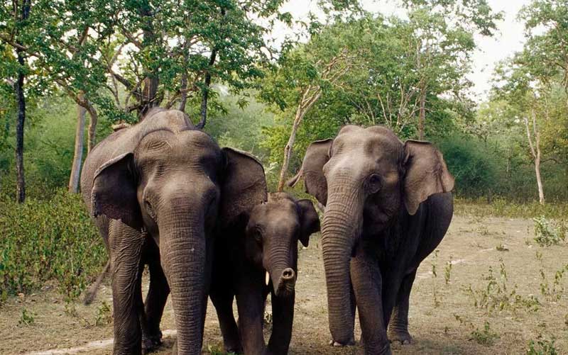 Bandipur National Park