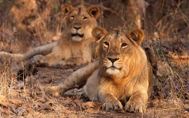 Gir National Park