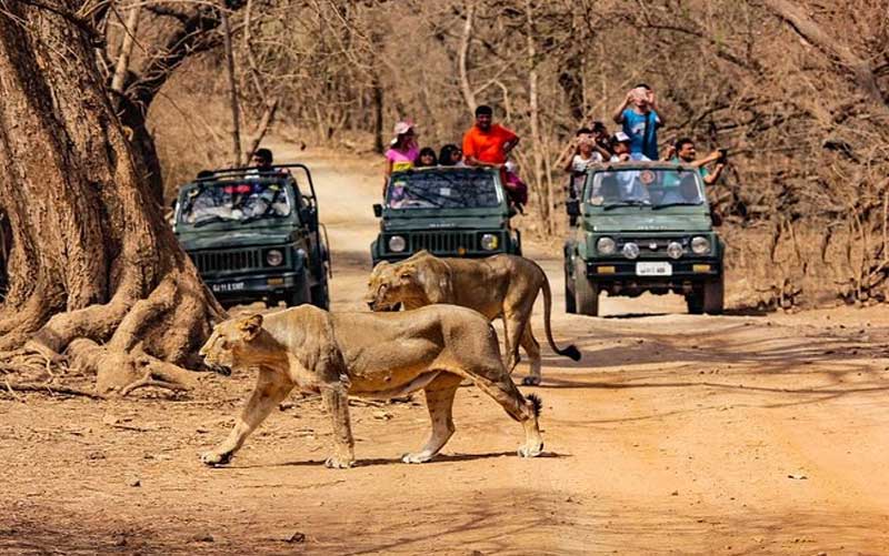 Gir National Park