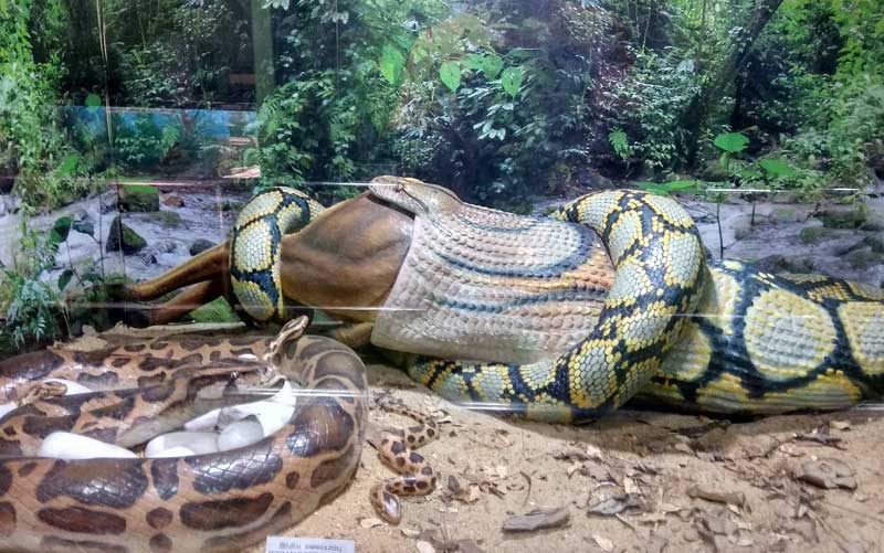 Guindy National Park