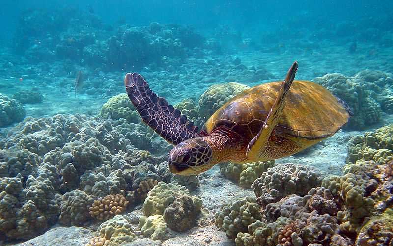 Gulf of Mannar Marine National Park