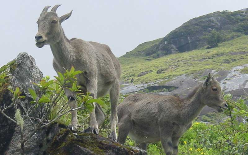 Mukurthi National Park