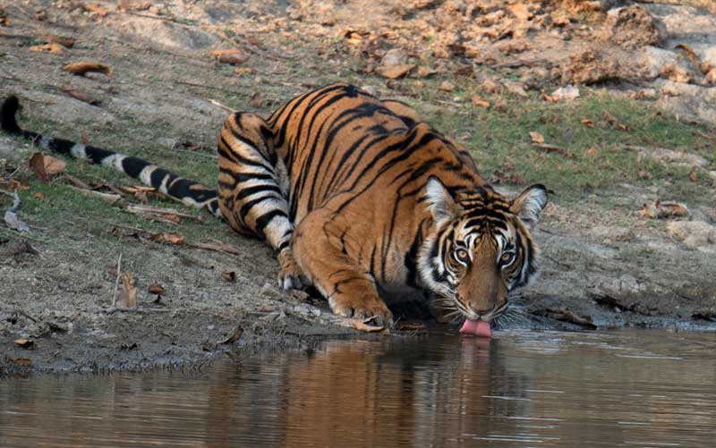 Mundanthurai Tiger Reserve