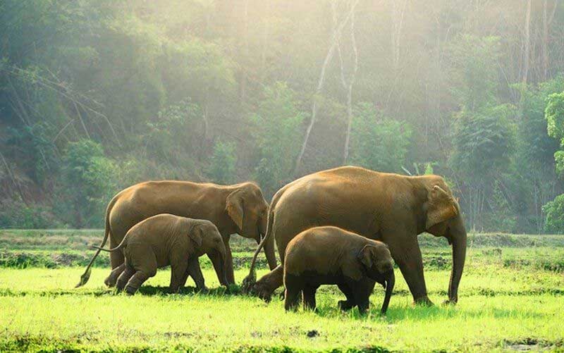 Periyar National Park