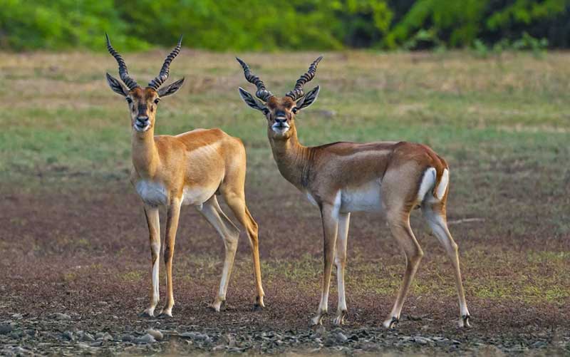 Point Calimere Wildlife Sanctuary